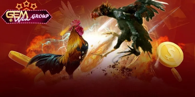 Giới thiệu về cá cược đá gà tại GEMWIN