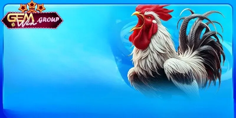 Có ngay tài khoản tài khoản cá cược đá gà