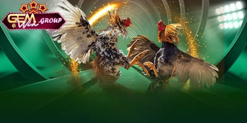 Đá Gà Trực Tuyến - Đấu Trường Dành Cho Game Thủ Một số giải đấu đá gà trực tuyến