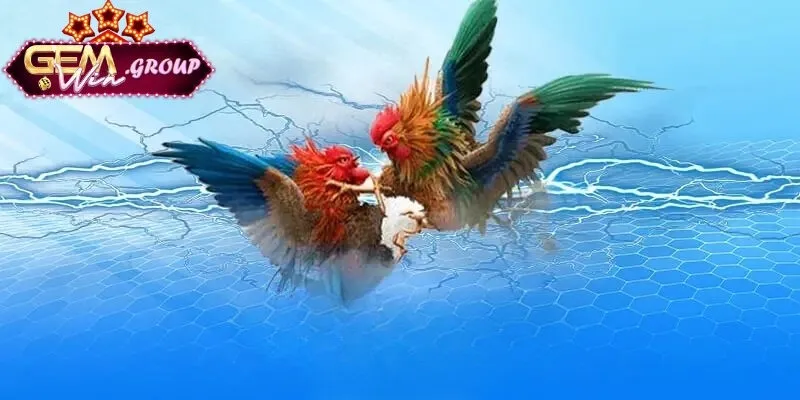 Kinh Nghiệm Cá Cược Đá Gà - Sảnh Cá Cược Trực Tuyến Đầy Kịch Tính Thông tin tổng quan về sảnh cược kinh nghiệm cá cược đá gà trực tuyến