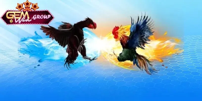 Kinh Nghiệm Cá Cược Đá Gà - Sảnh Cá Cược Trực Tuyến Đầy Kịch Tính kinh nghiệm siêu cá cược đá gà cựa dao