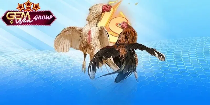 Kinh Nghiệm Cá Cược Đá Gà - Sảnh Cá Cược Trực Tuyến Đầy Kịch Tính Các cửa cược kèo đá gà trực tuyến tại nền tảng GEMWIN