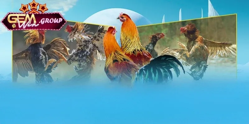 Luật Đá Gà Chọi 3 Miền​ - Theo Dõi Đá Gà Với Nhiều Trận Chiến Đỉnh Cao