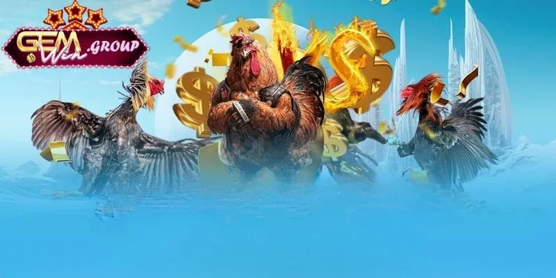 Những quy định cá cược trong luật đá gà chọi 3 miền​