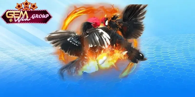 Mẹo Chọn Gà Đá Hay - Bí Quyết Tìm Chiến Kê Tại GEMWIN