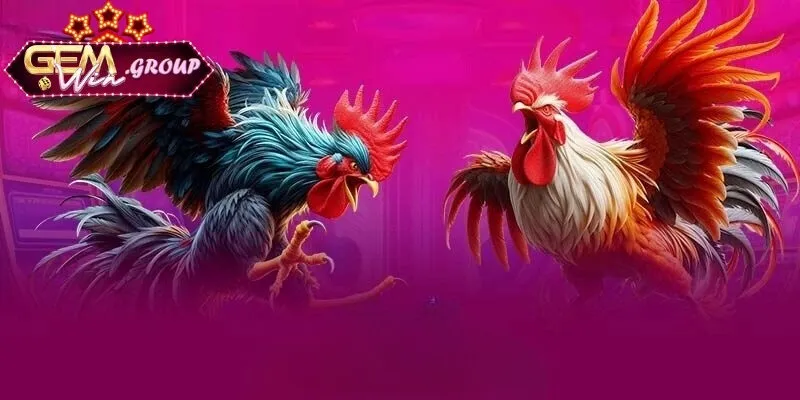 Tỷ Lệ Kèo Đá Gà Vô Cùng Đơn Giản Nhưng Hiệu Quả Một số hình thức cược chọi kê GEMWIN phổ biến nhất