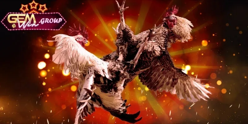 Tỷ Lệ Kèo Đá Gà Vô Cùng Đơn Giản Nhưng Hiệu Quả Lưu ý những gì khi áp dụng tỷ lệ kèo đá gà